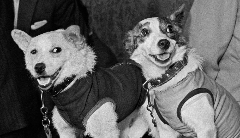 Как собаки космос покоряли - годовщина полета Белки и Стрелки