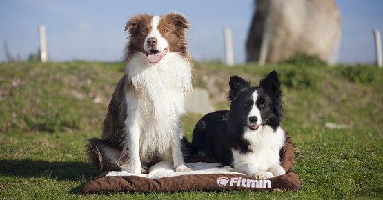 Fitmin. Видеоматериалы