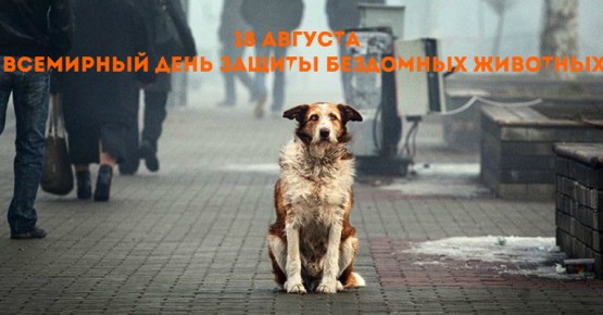 18 августа – международный день защиты бездомных животных