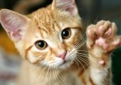 06-train-cat-shake-hands.jpg
